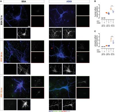 A β-Wrapin Targeting the N-Terminus of α-Synuclein Monomers Reduces Fibril-Induced Aggregation in Neurons